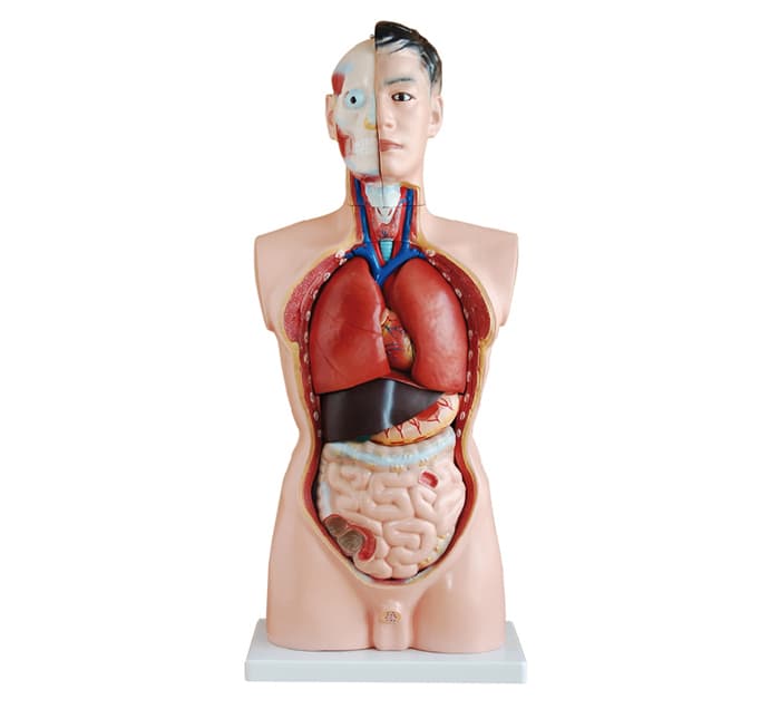 TORSE HUMAIN HOMME 19 PIECES